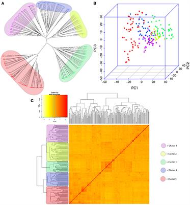 Effects of genetic components of plant development on yield-related traits in wheat (Triticum aestivum L.) under stress-free conditions